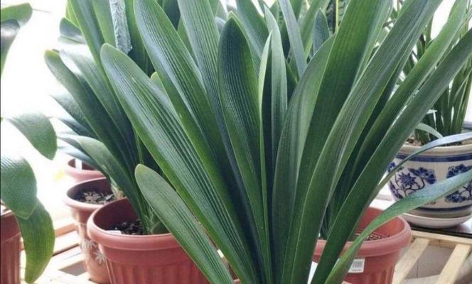 君子兰毒狼花开花需要哪些条件？