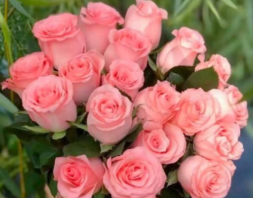 7朵戴安娜玫瑰的花语有何特殊含义？