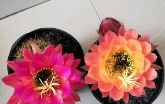 仙人球飞碟种植美观的秘诀是什么？