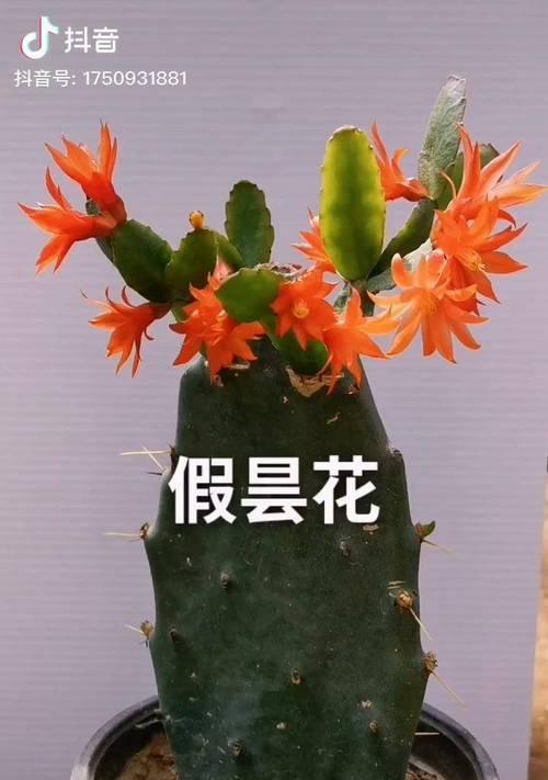 仙人掌胶嫁接的正确步骤是什么？