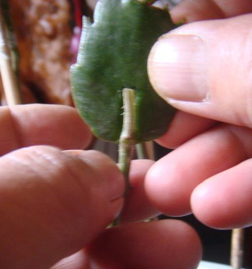 仙人掌胶嫁接的正确步骤是什么？
