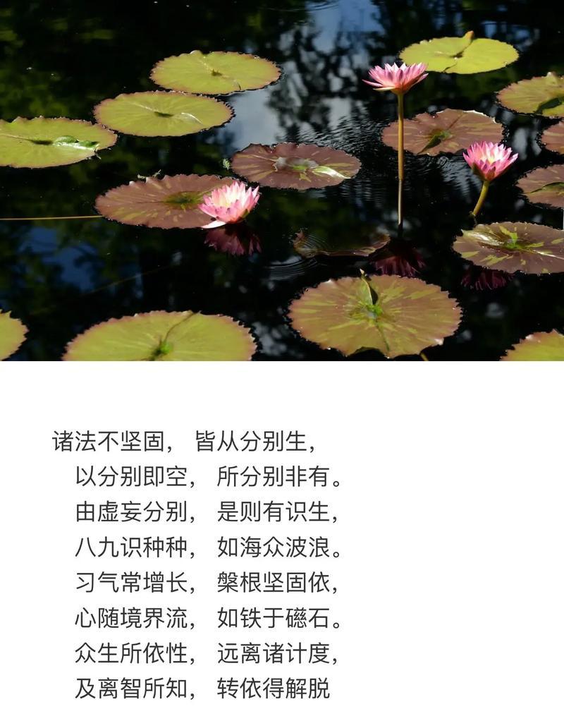 修心静心的花语含义是什么？