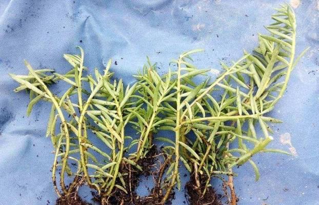 南方土壤中牡丹花如何养护和管理？有哪些注意事项？