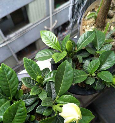 野生花语对应的植物名字是什么？