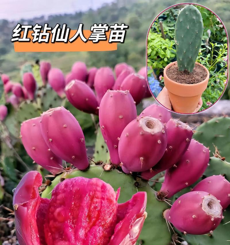 仙人掌苗的养护和管理方法是什么？如何培育壮苗？