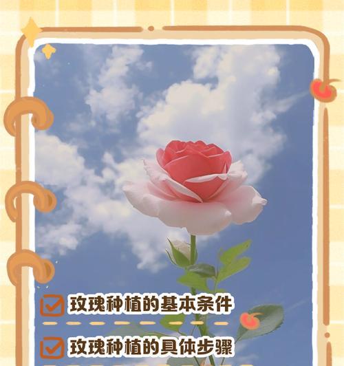 玫瑰花造型种植有哪些技巧？
