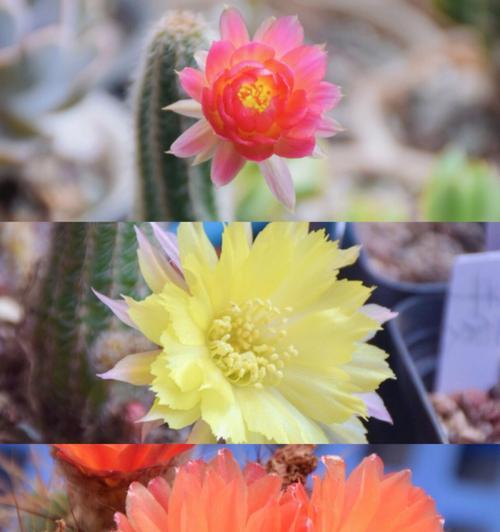 仙人球又要开花啦，应该怎么办？有哪些方法可以让它开得更好？