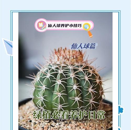 仙人球浇水的最佳时机是什么时候？