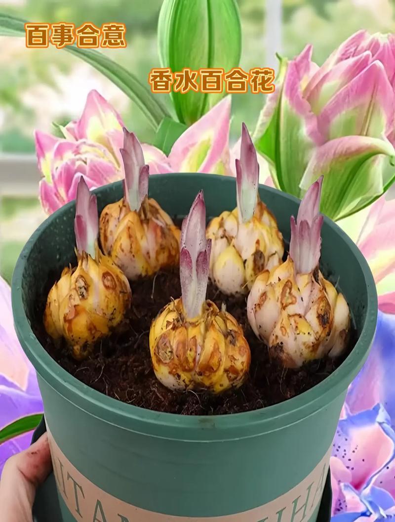 白合花的花语在网络用语中代表什么？它如何被现代人解读？
