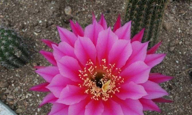 仙人球冬季栽种需要注意什么？