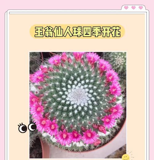 仙人球冬季栽种需要注意什么？