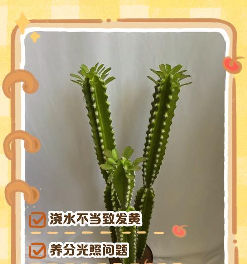 仙人掌棒植物的养护技巧有哪些？如何解决生长问题？
