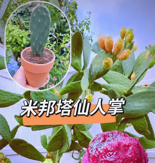 仙人掌棒植物的养护技巧有哪些？如何解决生长问题？