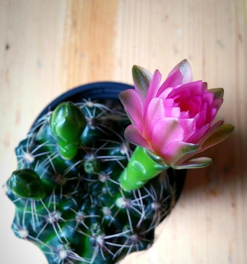 仙人掌棒植物的养护技巧有哪些？如何解决生长问题？