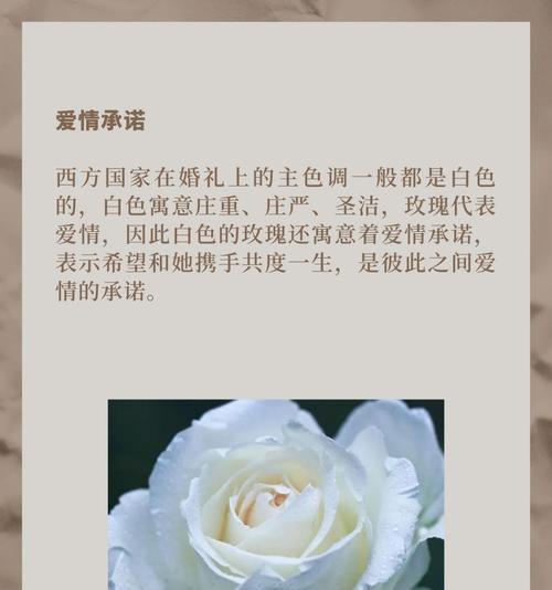 白玫瑰被染红了的花语是什么？染红白玫瑰的花语有何特别含义？