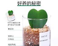 冬季是否需要给仙人球浇水及其原因？