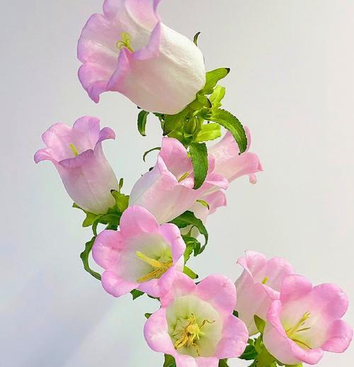 风铃花作为礼物有何含义？送给闺蜜的花语是什么？