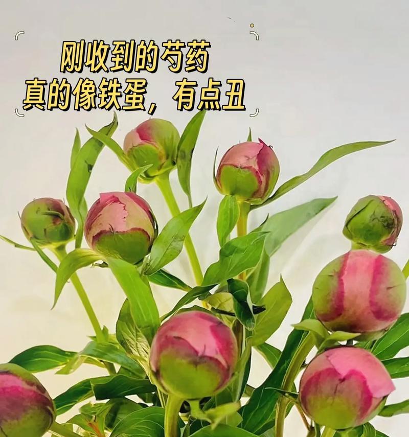 芍药花有特定的花语吗？原因是什么？