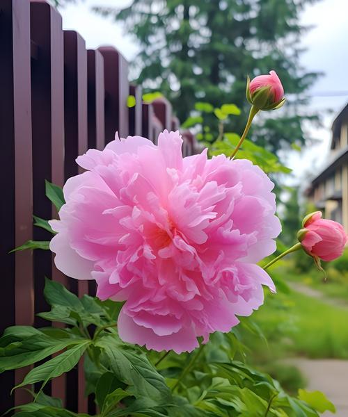 芍药花有特定的花语吗？原因是什么？