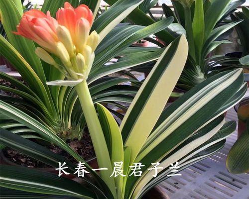 君子兰两叶小苗的栽种方法是什么？