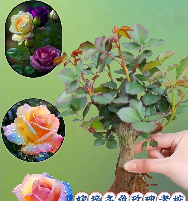 珍爱玫瑰花的开花条件是什么？如何促进其开花？