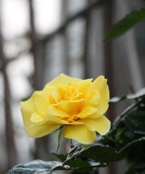 珍爱玫瑰花的开花条件是什么？如何促进其开花？