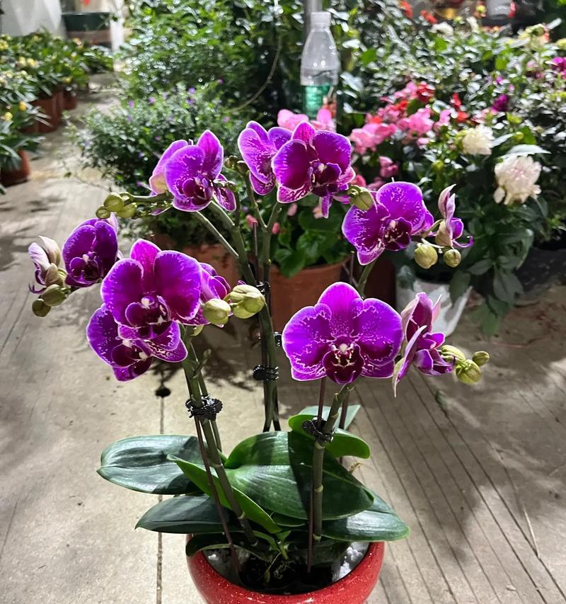 4月20日的花语代表什么含义？
