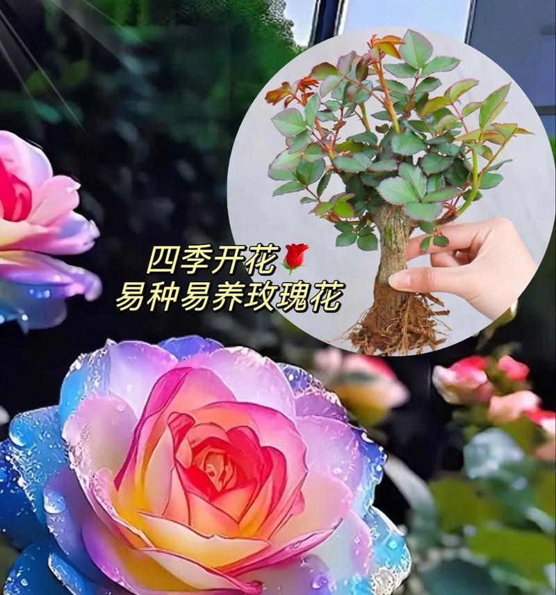 珍爱玫瑰花的开花条件是什么？如何促进其开花？