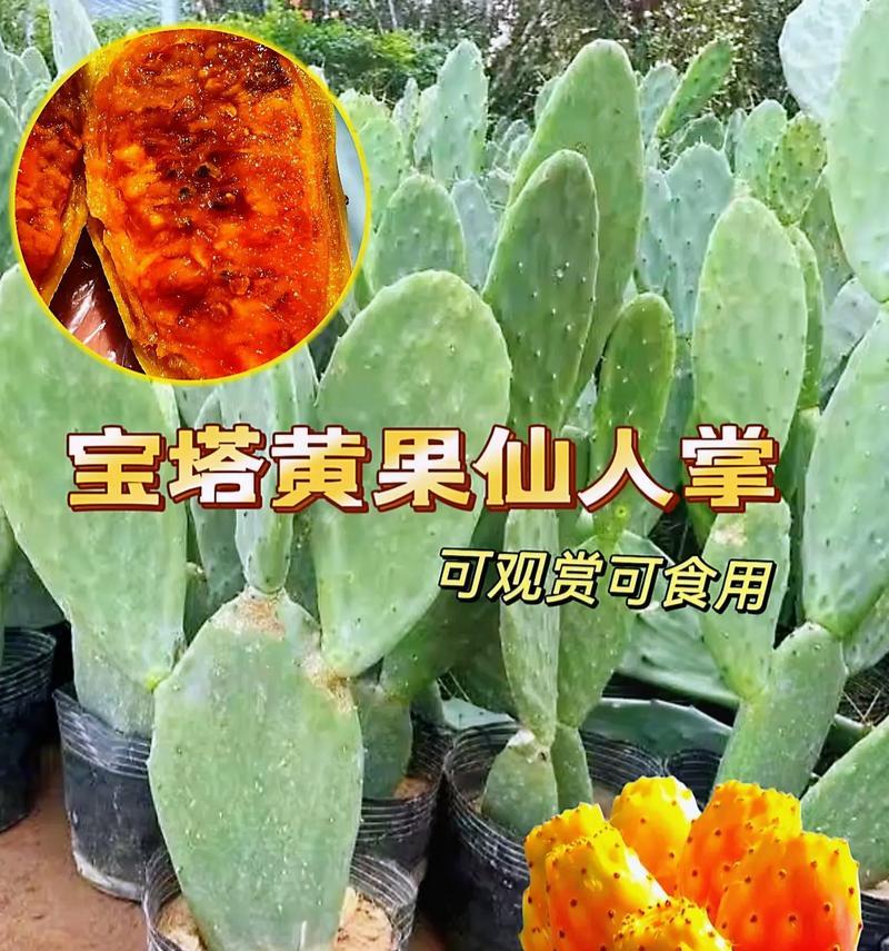 如何使用仙人掌制作泥土？制作过程中需要注意什么？
