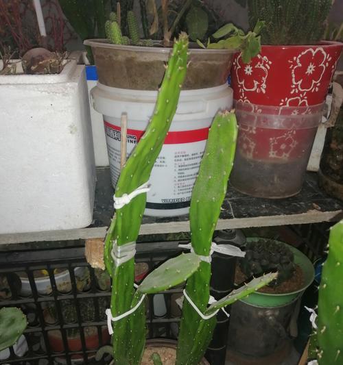 如何使用仙人掌制作泥土？制作过程中需要注意什么？