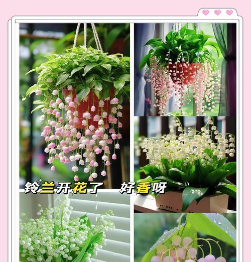 哪种花语象征着亲人归来？