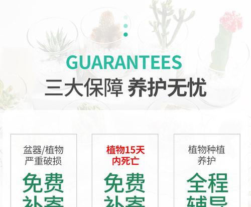 仙人掌水晶植物开花的养护秘诀是什么？