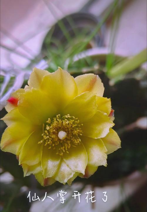 仙人掌水晶植物开花的养护秘诀是什么？