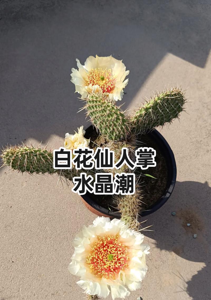 仙人掌水晶植物开花的养护秘诀是什么？