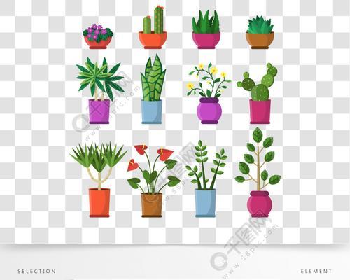 孔雀仙人掌的种植步骤是什么？