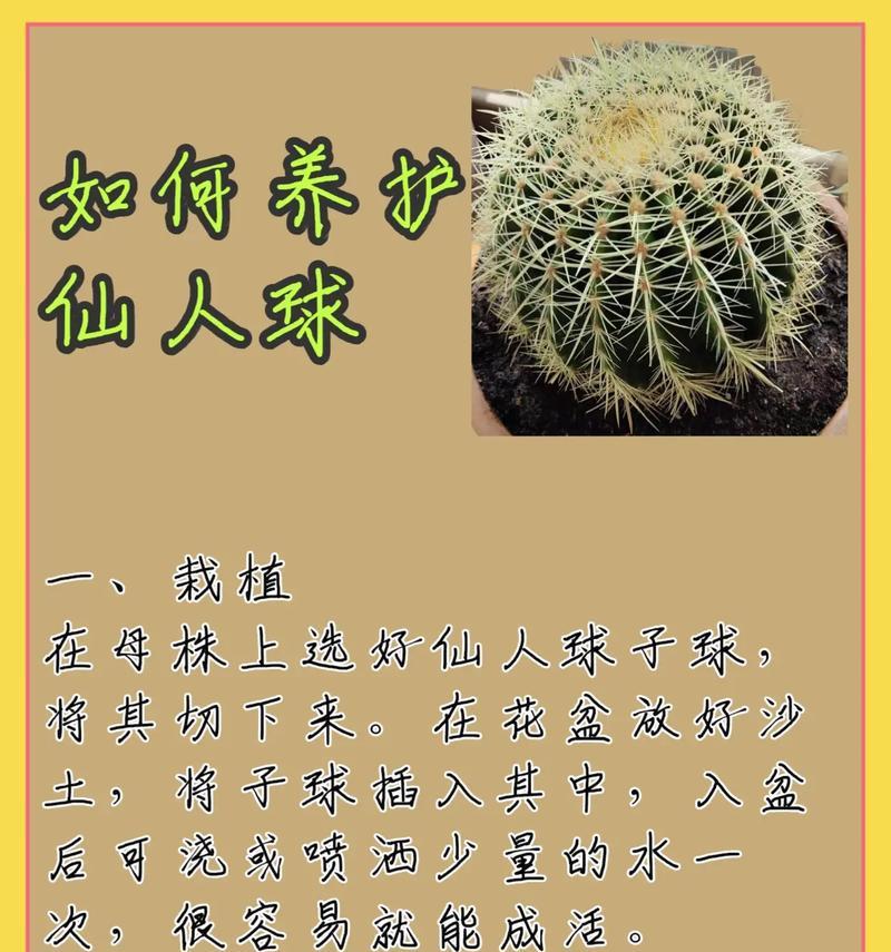 如何让仙人球白星的颜色更加洁白？