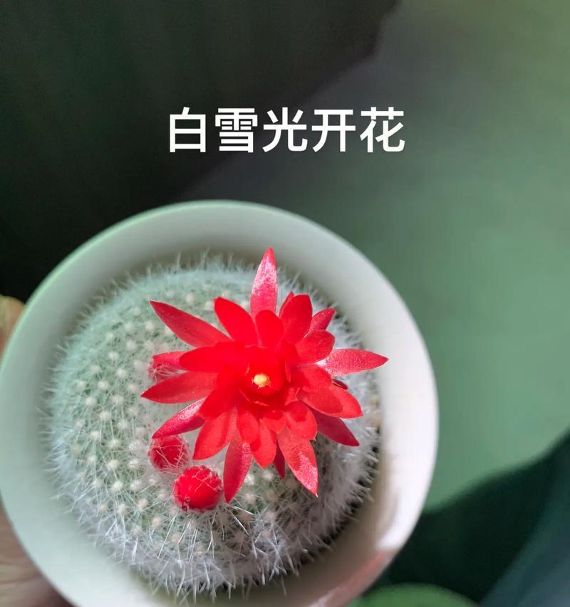 如何让仙人球白星的颜色更加洁白？