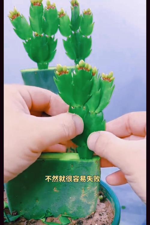 嫁接好的蟹爪仙人球如何浇水？有哪些注意事项？