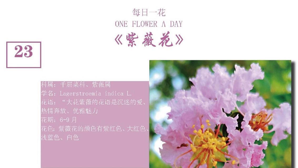紫薇盆栽的花语有哪些特别的含义？