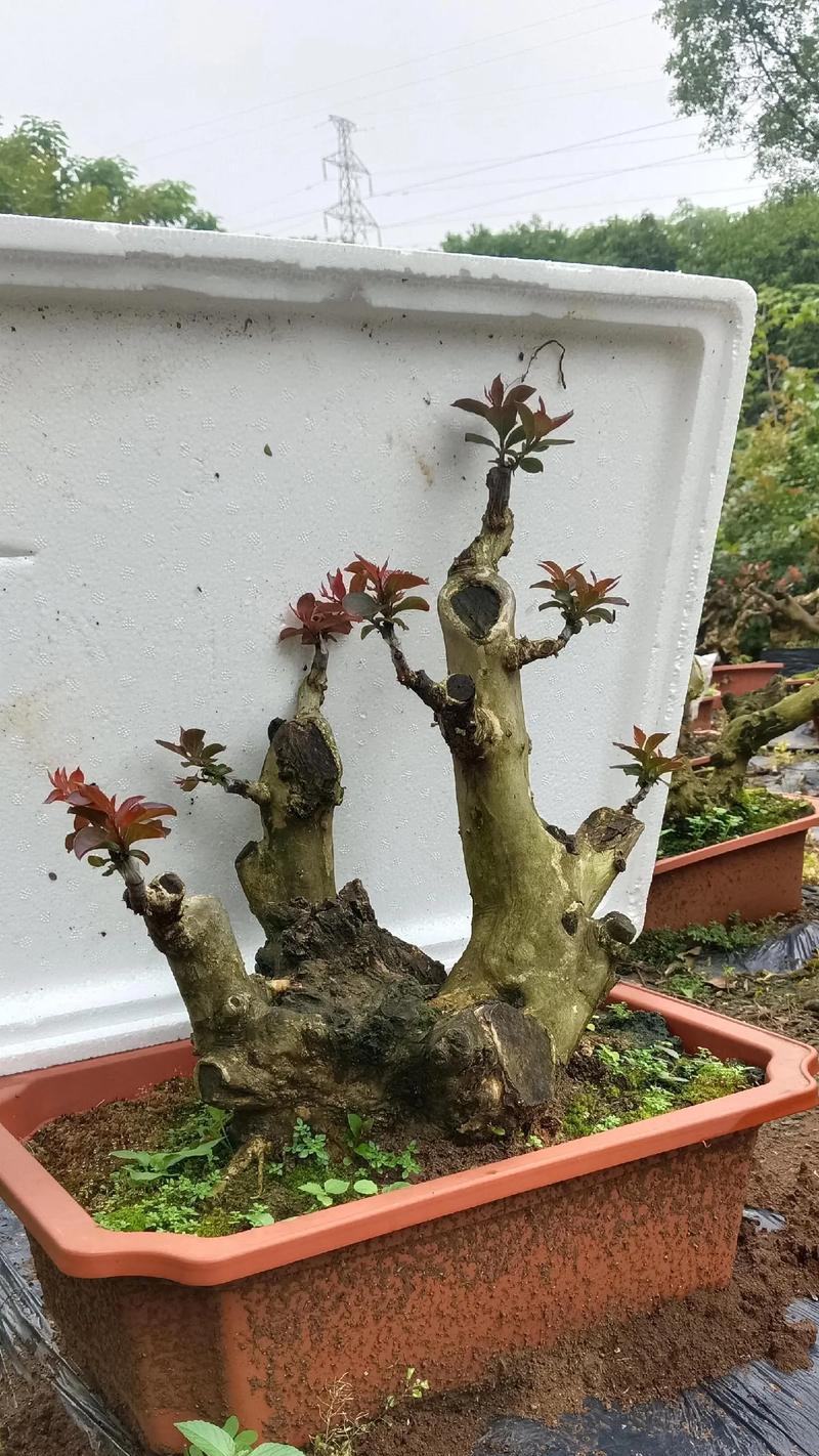 紫薇盆栽的花语有哪些特别的含义？
