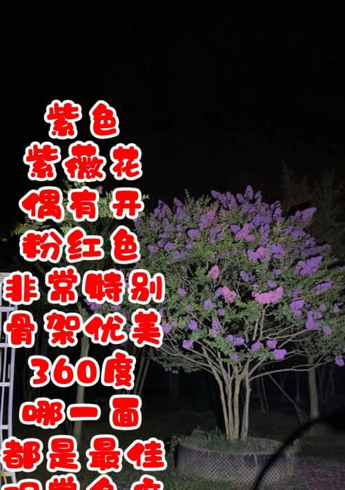 紫薇盆栽的花语有哪些特别的含义？