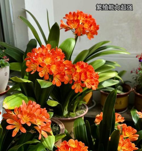 使用什么类型的水浇君子兰可以促进开花？