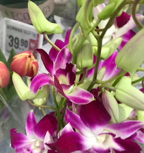 兰花爱的花语是什么？兰花代表哪种爱情？