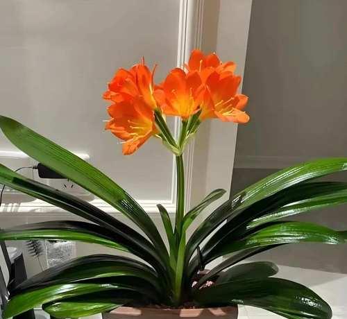 使用什么类型的水浇君子兰可以促进开花？