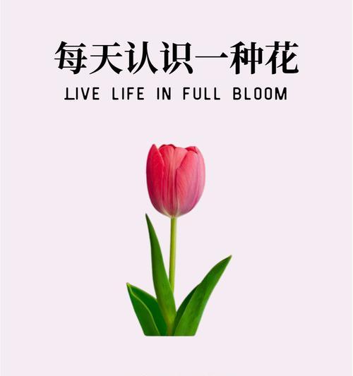 11朵白郁金香代表了什么？它们的花语有哪些？