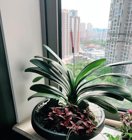 水培君子兰根部冒芽的原因是什么？