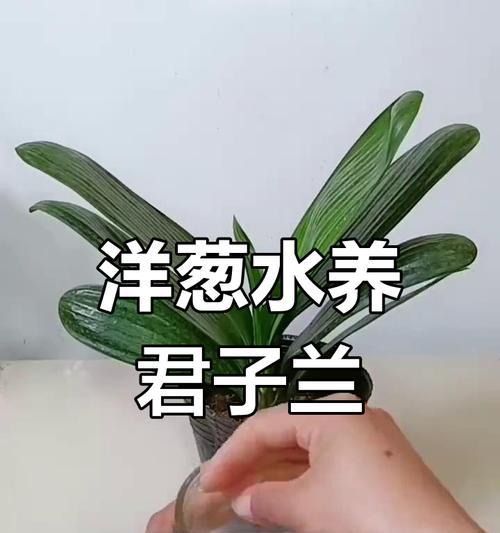 水培君子兰根部冒芽的原因是什么？