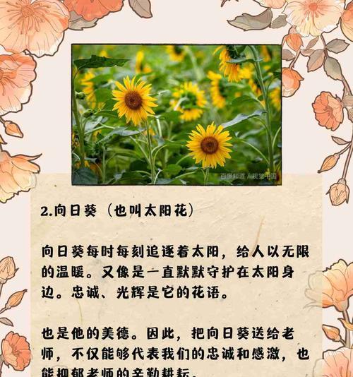 快乐平安的花语是什么？它传递了哪种祝福？
