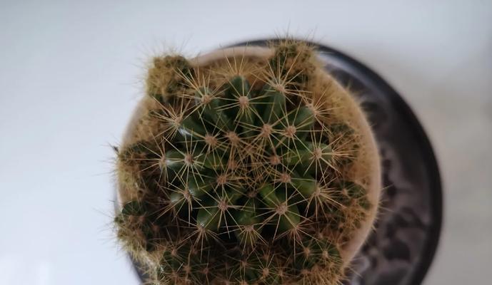 如何判断仙人球是否需要浇水？