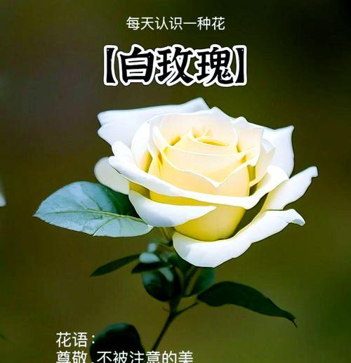 玫瑰花的花语有哪些含义？